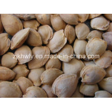 Apricot Kernels